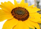 IMG 2920  Sonnenblume