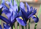 IMG 3720  Iris
