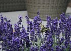 IMG 4426  Lavendel