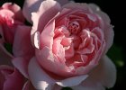 IMG 2712  Englische Rose